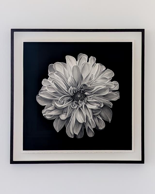 A Dahlia in Bloom at Kew